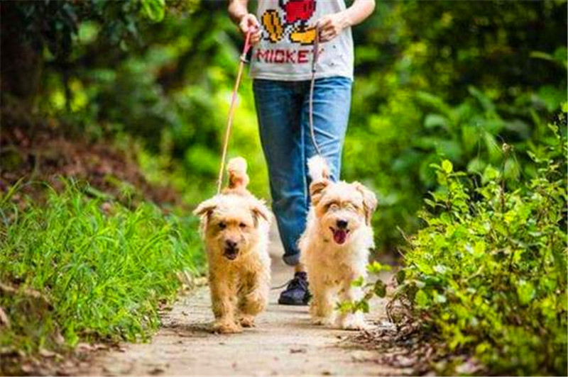 宠物对人们的重要性,宠物对人的意义