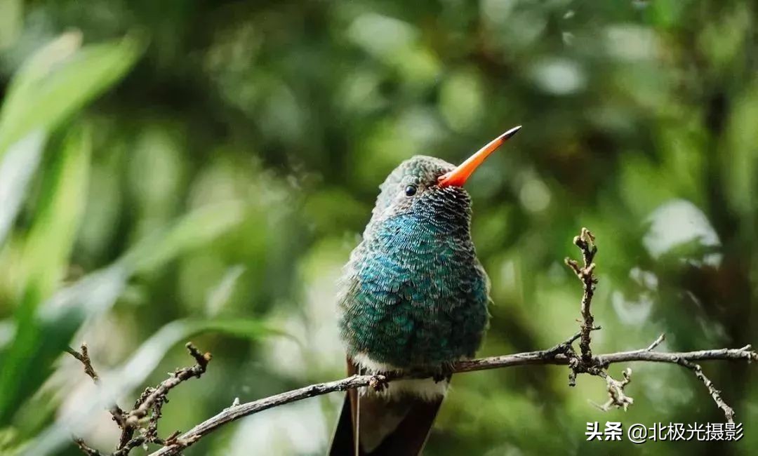 拍摄鸟类照片技巧,拍摄鸟儿照片技巧