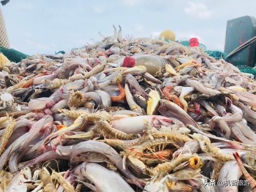 日照旅游渔家乐住宿别墅,日照渔民开的渔家乐