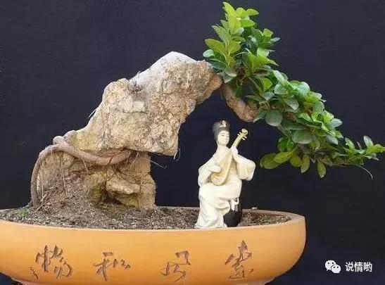 榕树也叫摇钱树，给人带来好运和财富！榕树怎么养？