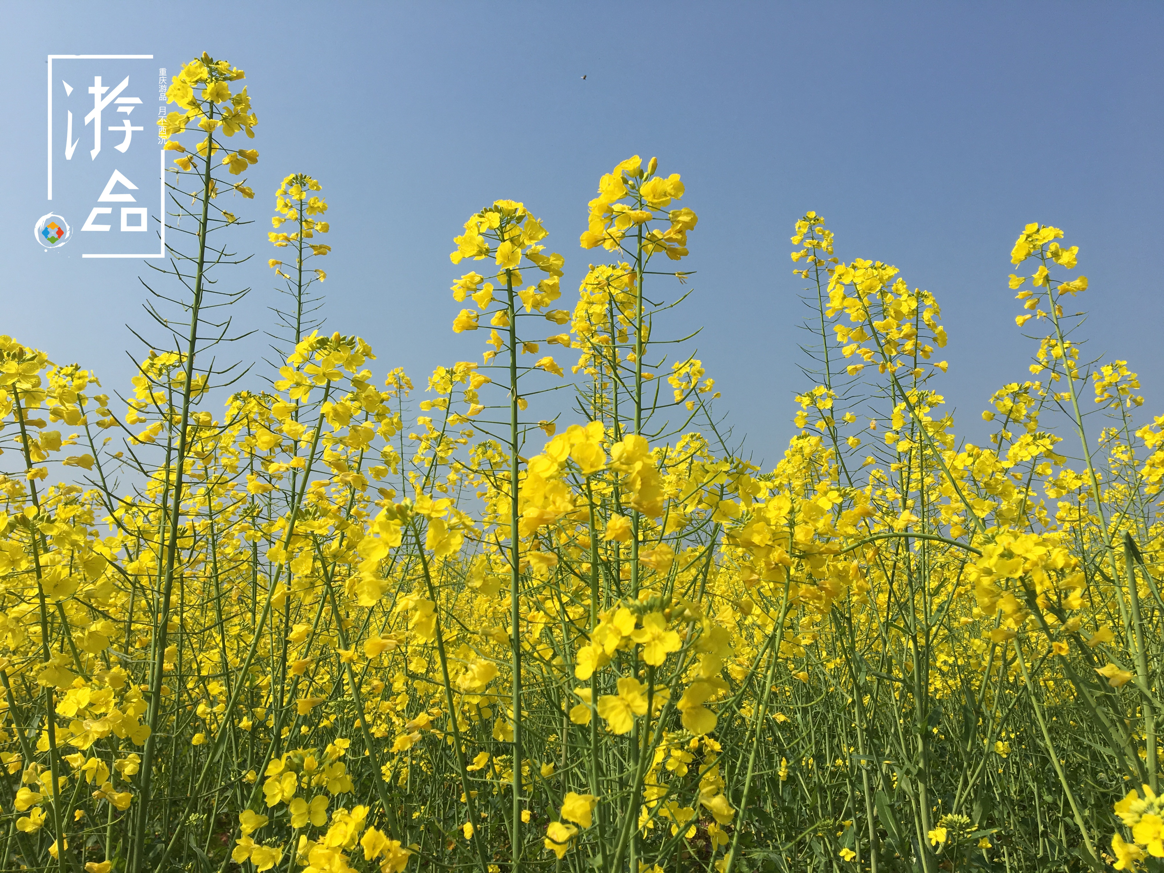 重庆潼南游玩的地方推荐,重庆潼南哪里比较好玩