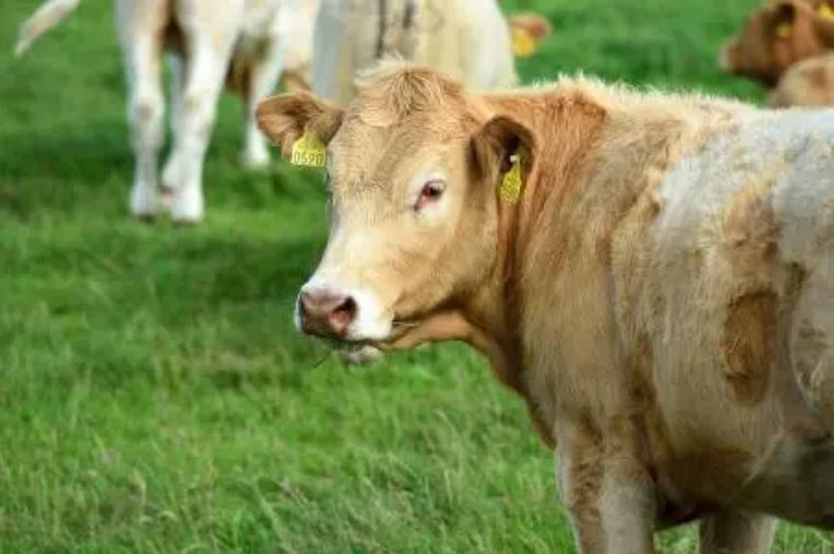 小众国家留学爱尔兰,适合留学的小众国家爱尔兰本科