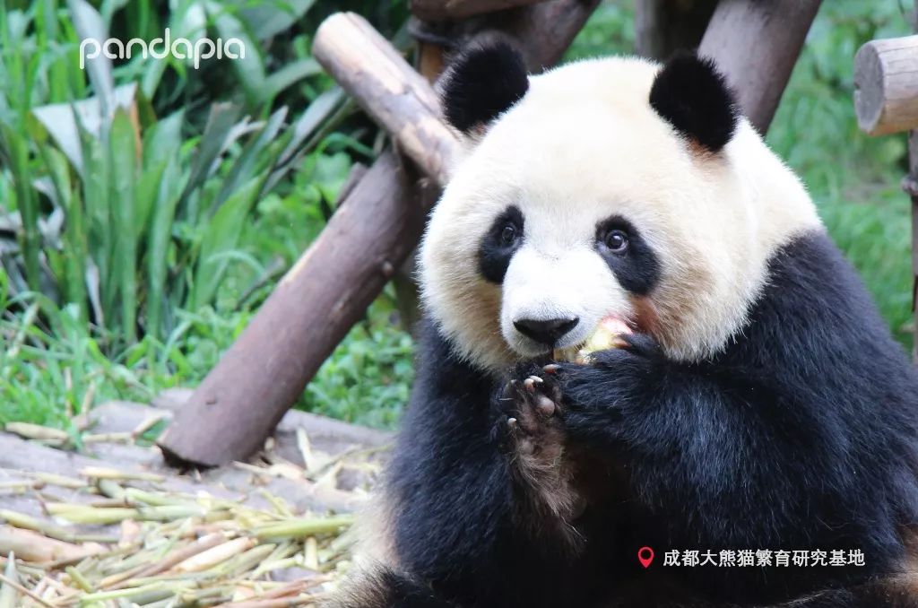 鍥藉疂缇庣櫧,鍥藉疂鐢ㄧ殑缇庣櫧闈㈣啘