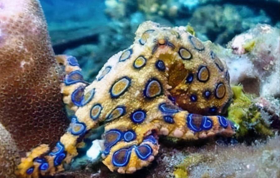 蓝环章鱼的恐怖性,恐怖蓝环章鱼视频