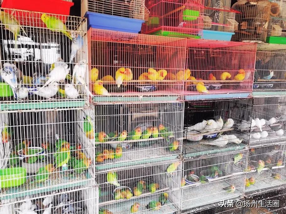 扬州盆栽花卉批发市场,扬州花木城花卉批发市场