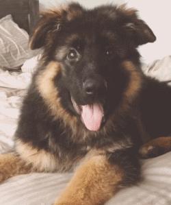 可爱可奶呆萌的小奶狗,可爱呆萌小奶狗