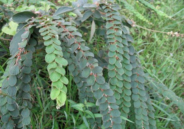 农村的一种草叶子小有刺很长,农村路边长得像凤尾的一种草