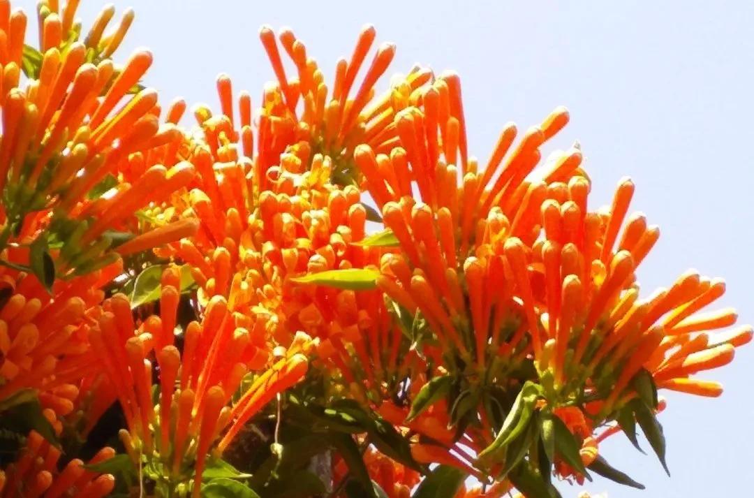 广州现在花开的季节,广州现在什么花开了