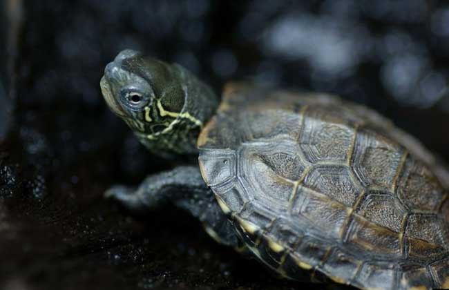 乌龟详细科普,常见乌龟的种类图画