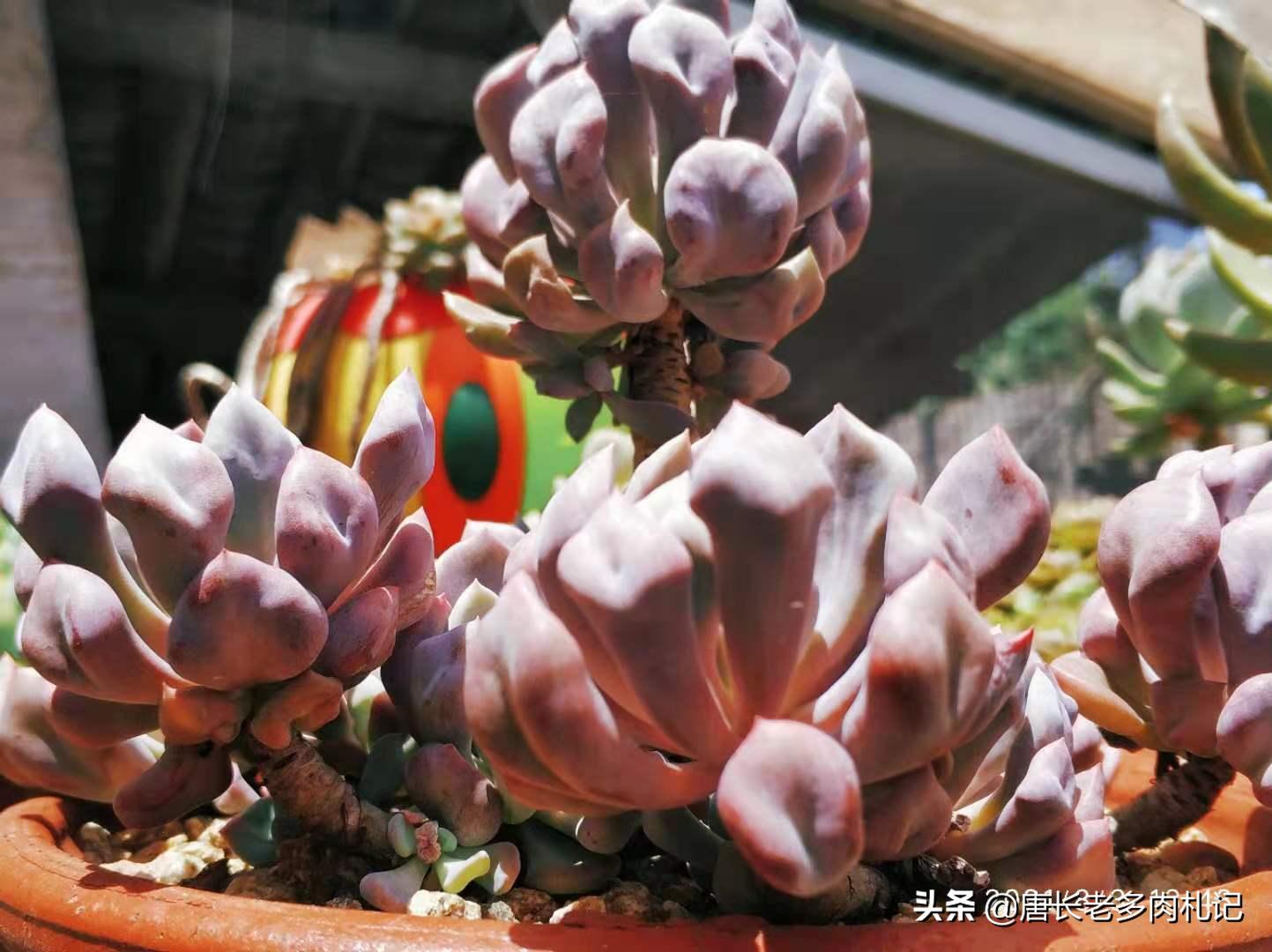 不怕晒的多肉该有哪几种,肉友喜欢的多肉品种