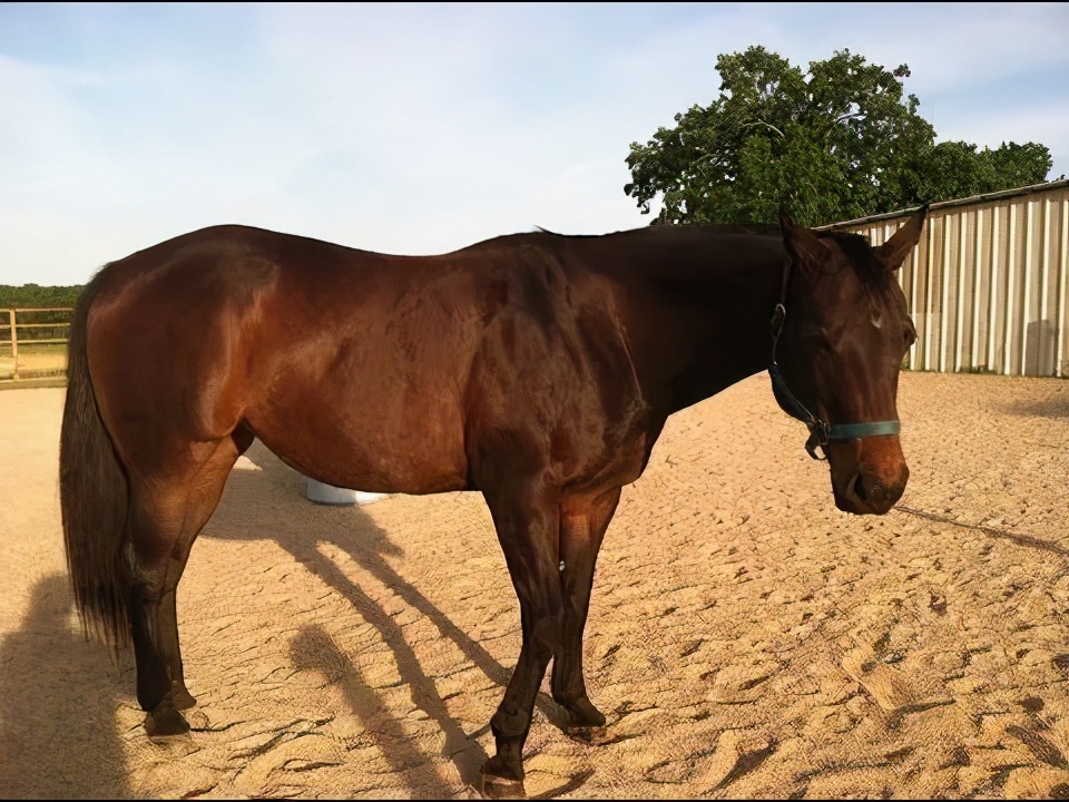 蹄腐病的治疗,腐蹄病用什么药效果好