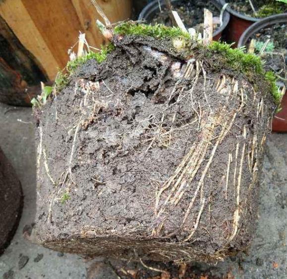 花盆有蚂蚁怎样消灭不伤植物,怎样防蚂蚁啃植物