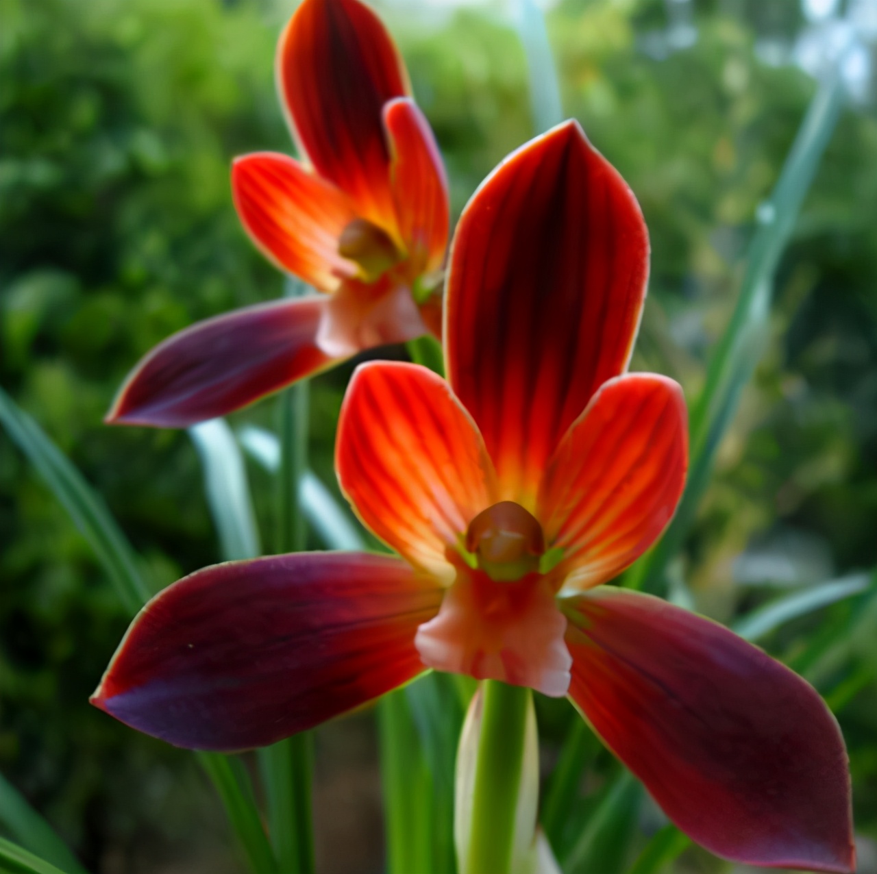 它被誉为“国兰第一红”，顶级红素，正格豆瓣，新手也能养好