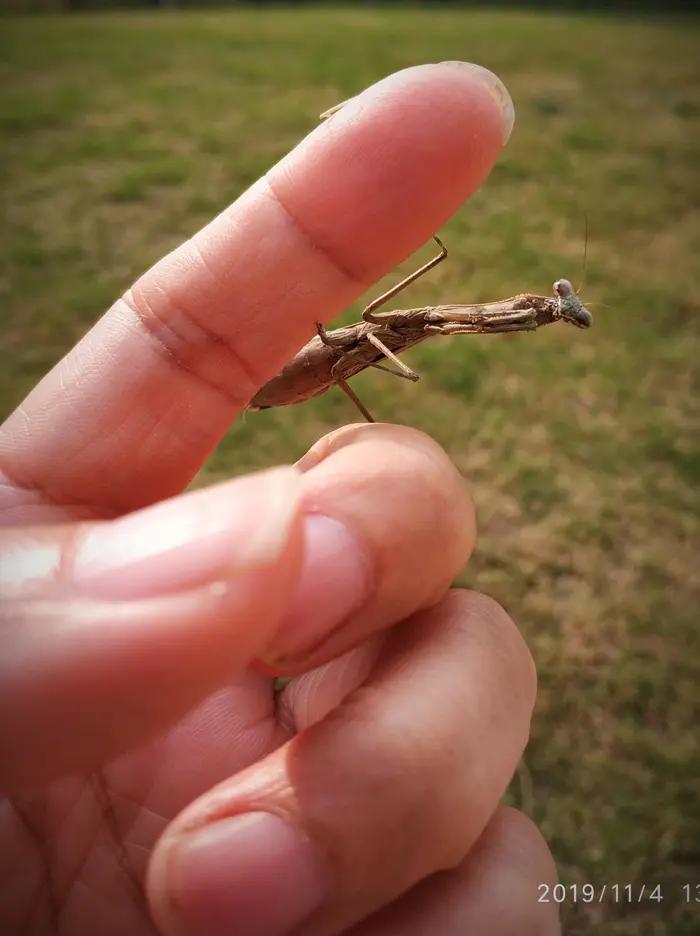 装死的螳螂,伤感的螳螂