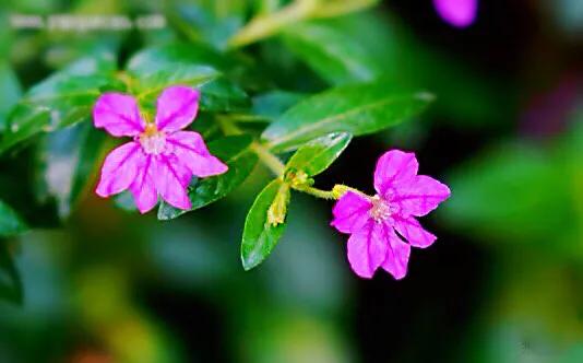 细叶萼距花的养殖方法,细叶萼距花的功效与作用