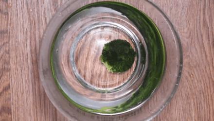 超嫩海带苗,霞浦海带嫩苗哪里有卖