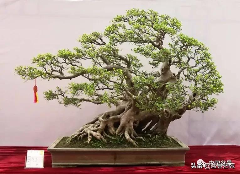 学盆景入门教程书,学习盆景制作视频