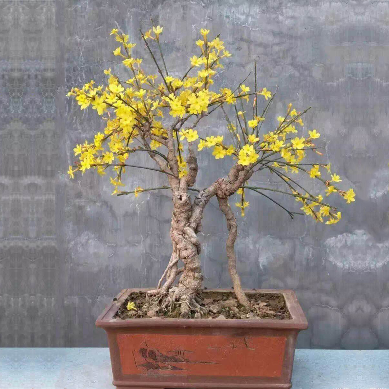 哪个迎春花盆栽品种好,迎春花的图片室内盆栽