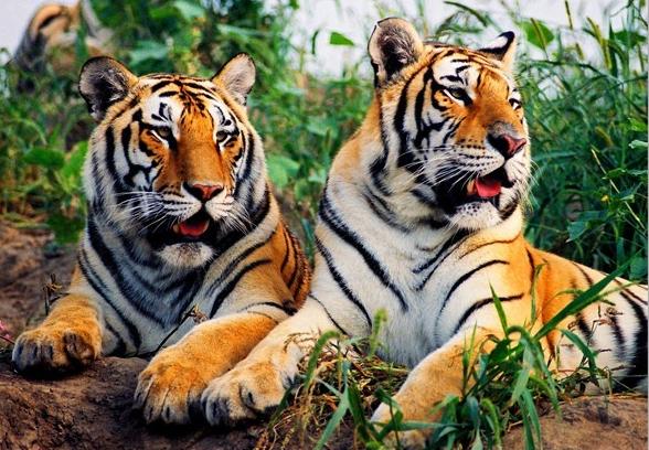 沈阳周边五日游玩景点推荐一下,沈阳免费景点大集合