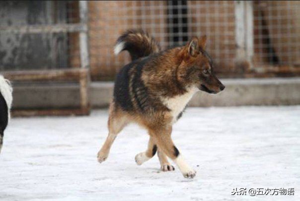 不同的犬科动物之间有生殖隔离吗,犬科动物都没有生殖隔离