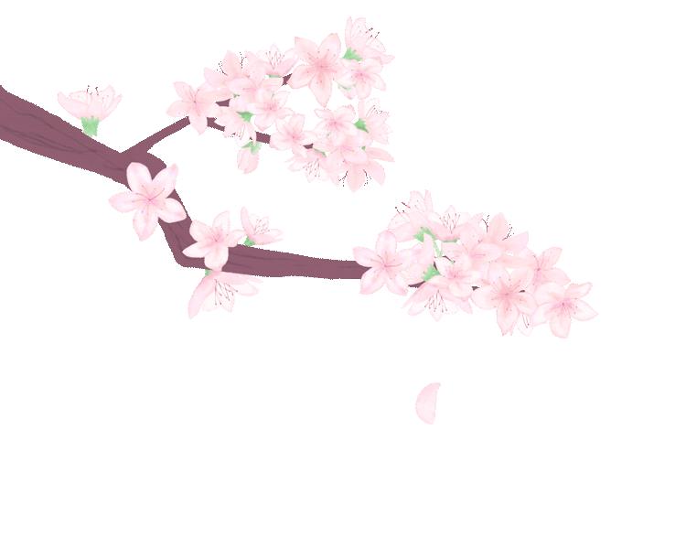 中国的国花是哪一种,中国的国花是什么时间定的