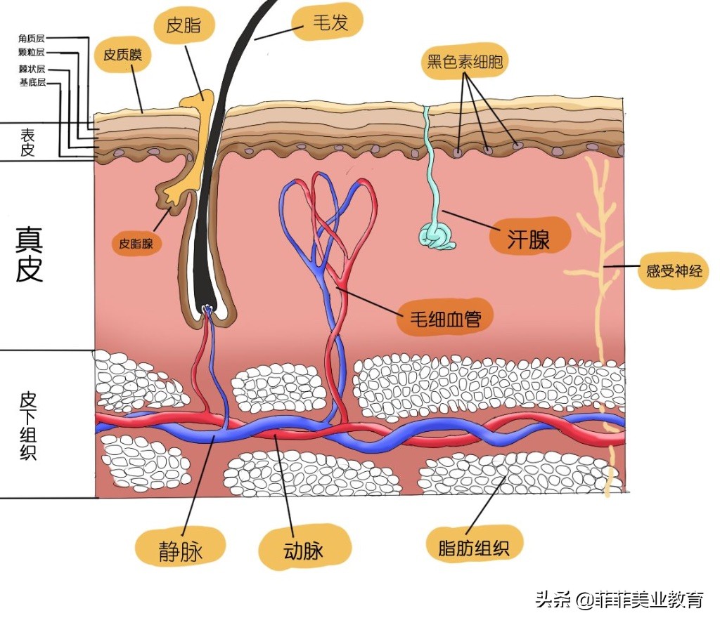 毛孔粗大怎么办教你快速收缩毛孔,毛孔粗大收缩毛孔最有效的方法