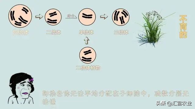 为什么种子公司的种子不能留种,农业种子为什么不能自留