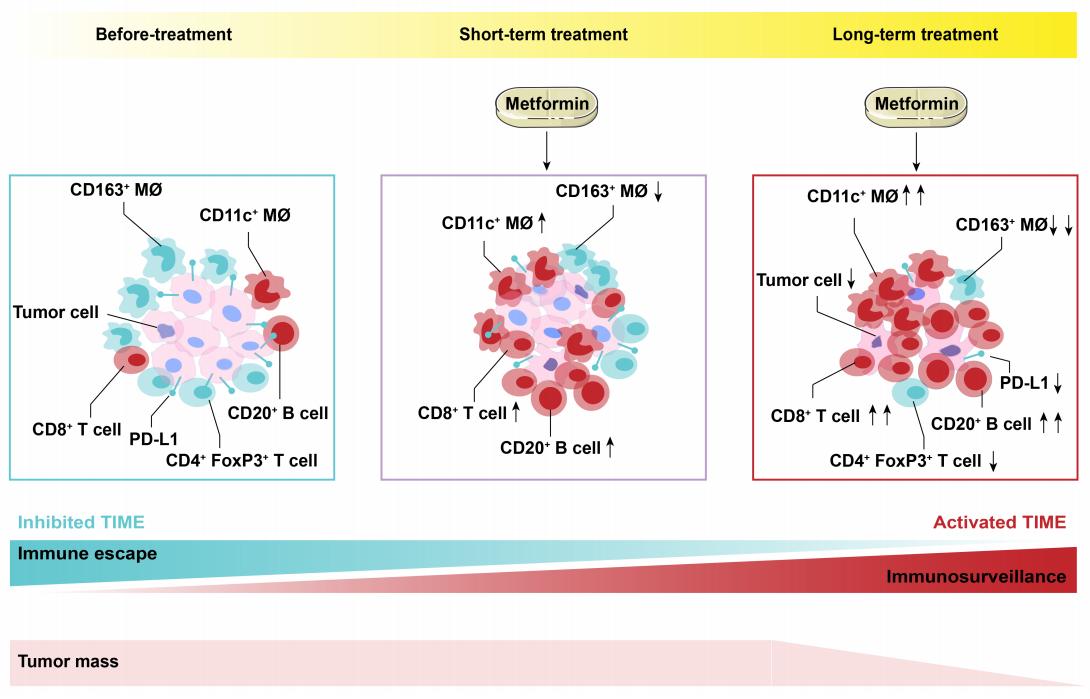 我国学者报道世界首个二甲双胍治疗食管鳞癌临床试验