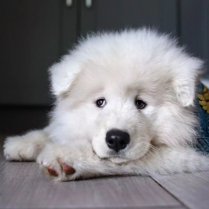 狗狗脚掌又红又肿怎么回事,小狗犬瘟热脚掌会怎么变化