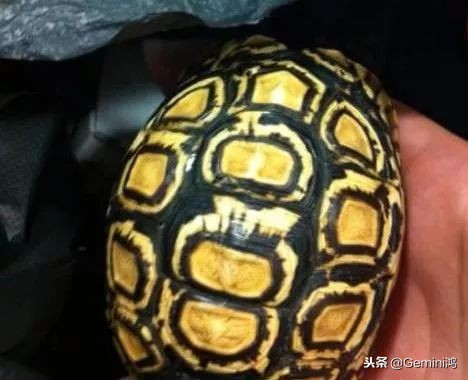 文玩小乌龟,文玩乌龟代表什么