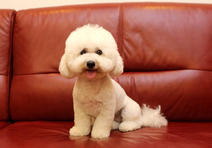 狗狗抽搐倒地不起哼哼叫还有救吗,狗狗呼吸急促四肢站不稳是什么病