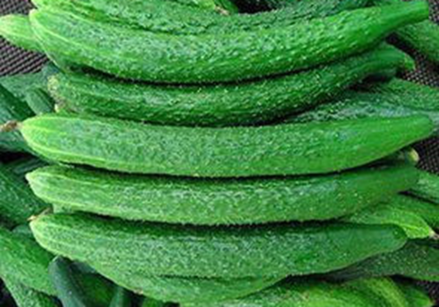 黄瓜阳畦育苗技术，老农说苗床的管理很重要，你学会了吗？