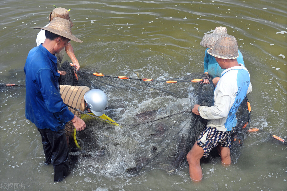 麦鲮侵入南方水系,30年成“珠江一哥”,真比罗非鱼还难缠?