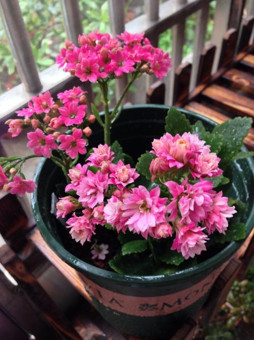 养花也要一种好心态才能养好花,人养花花养人6种花越养越健康