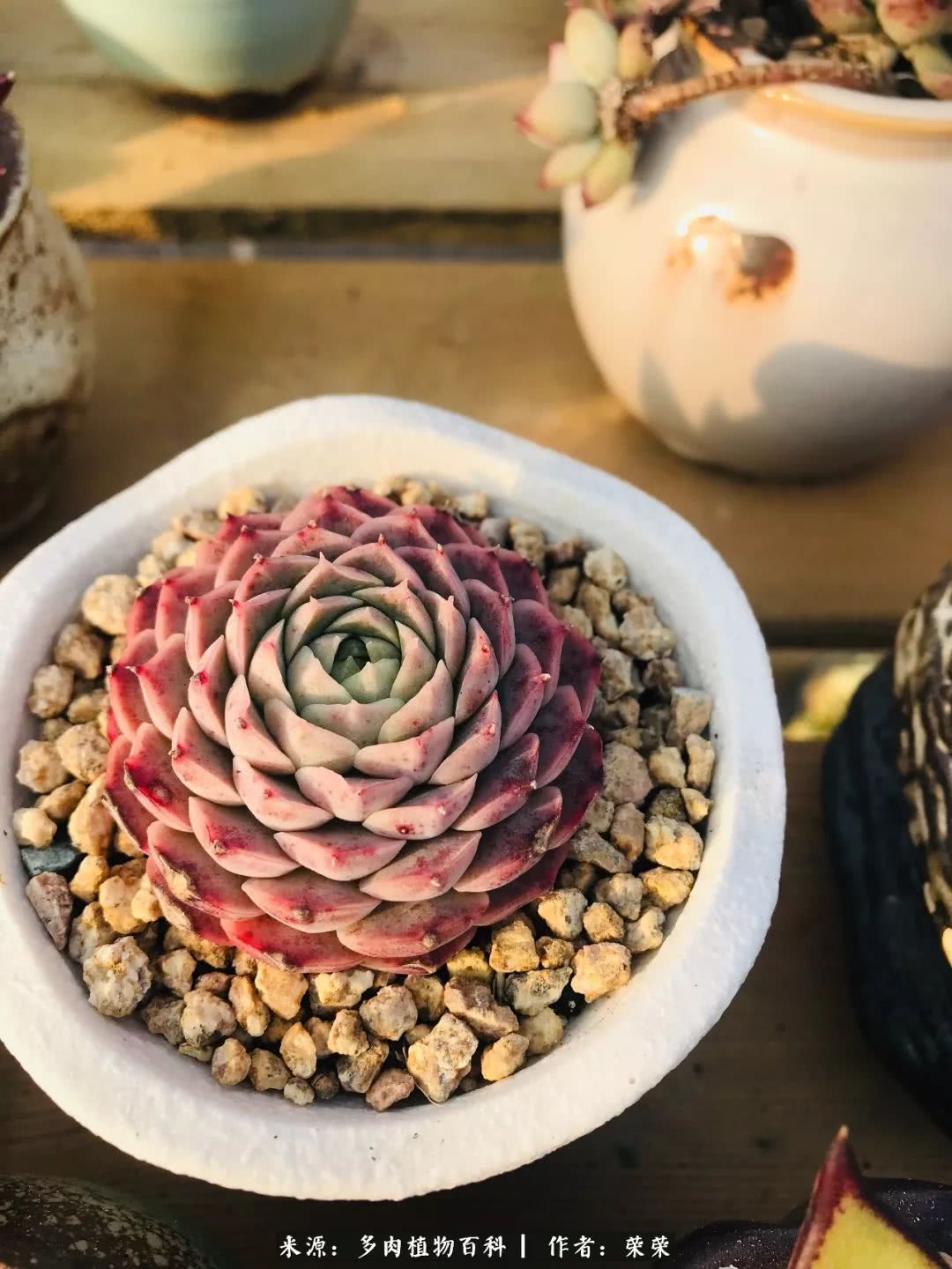 我在包邮区养肉，附多肉越冬度夏养护建议！