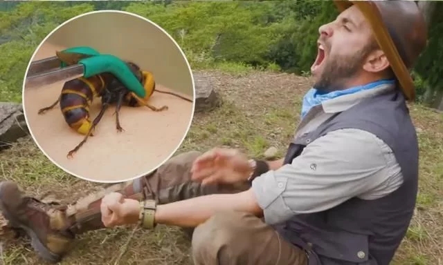 杀人蜂有多可怕,美国巨型杀人蜂