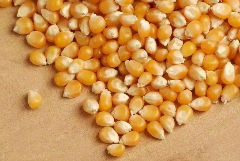 玉米播种后气温低种子烂不烂,玉米脱粒时烂芯碎粒怎么回事