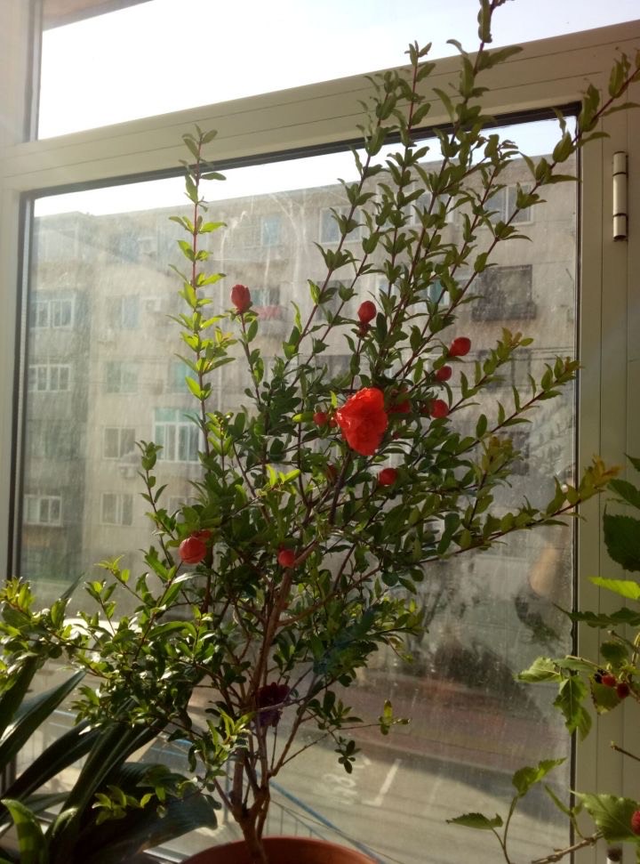石榴盆栽怎么养才能开花,石榴盆栽怎么养