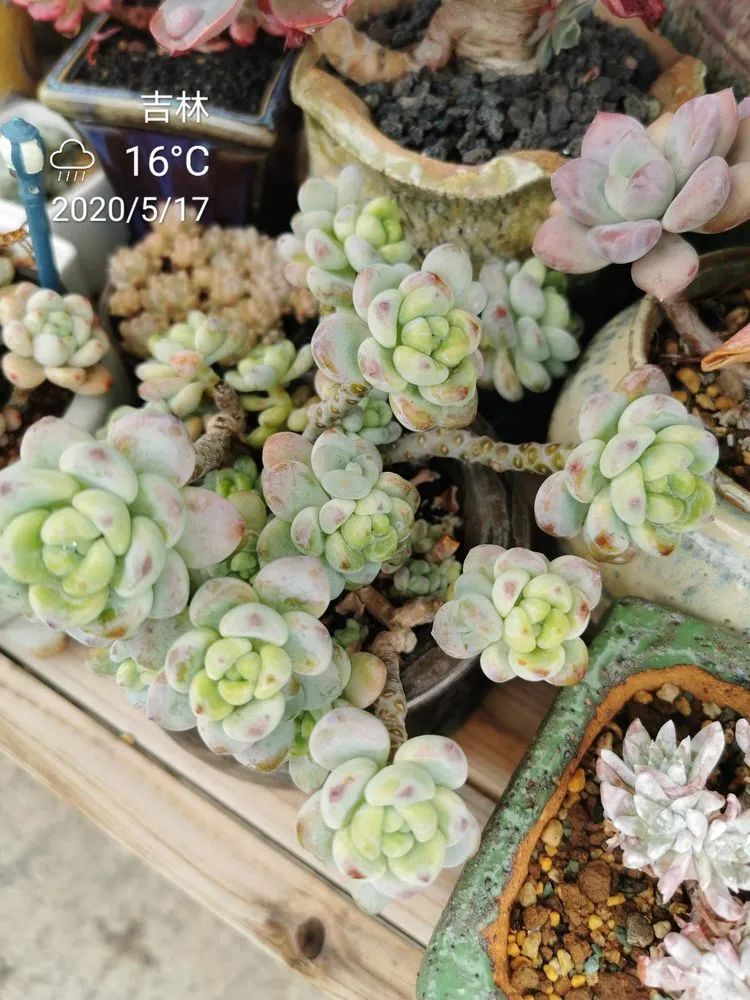 人生就像养多肉一样,人生如同养多肉时间不会怠慢