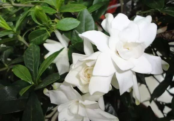 适合阳台养的四季开花有花香的花,花期长耐热耐寒又好养的花卉