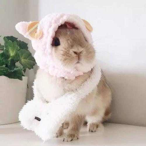 关于兔子有什么迷信吗,兔子误区