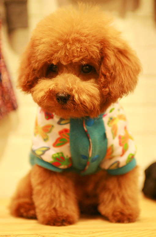 泰迪平时喂什么,泰迪喂什么好