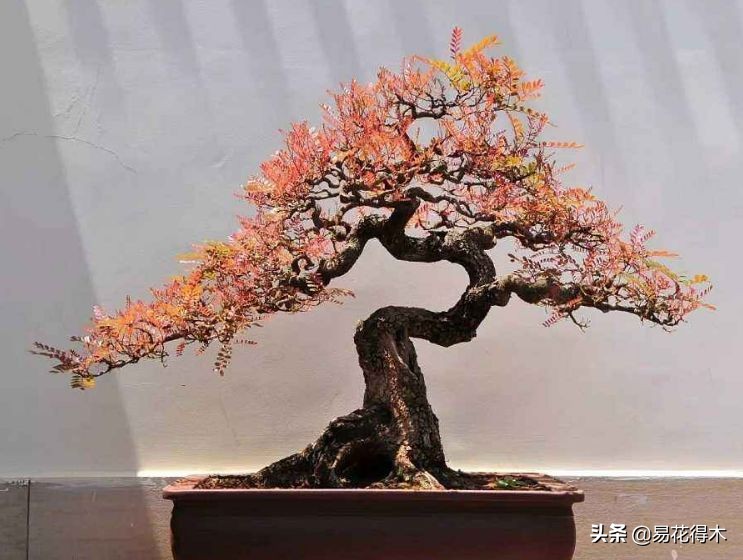 清香木黄叶掉叶子怎么回事,清香木盆景黄叶掉叶