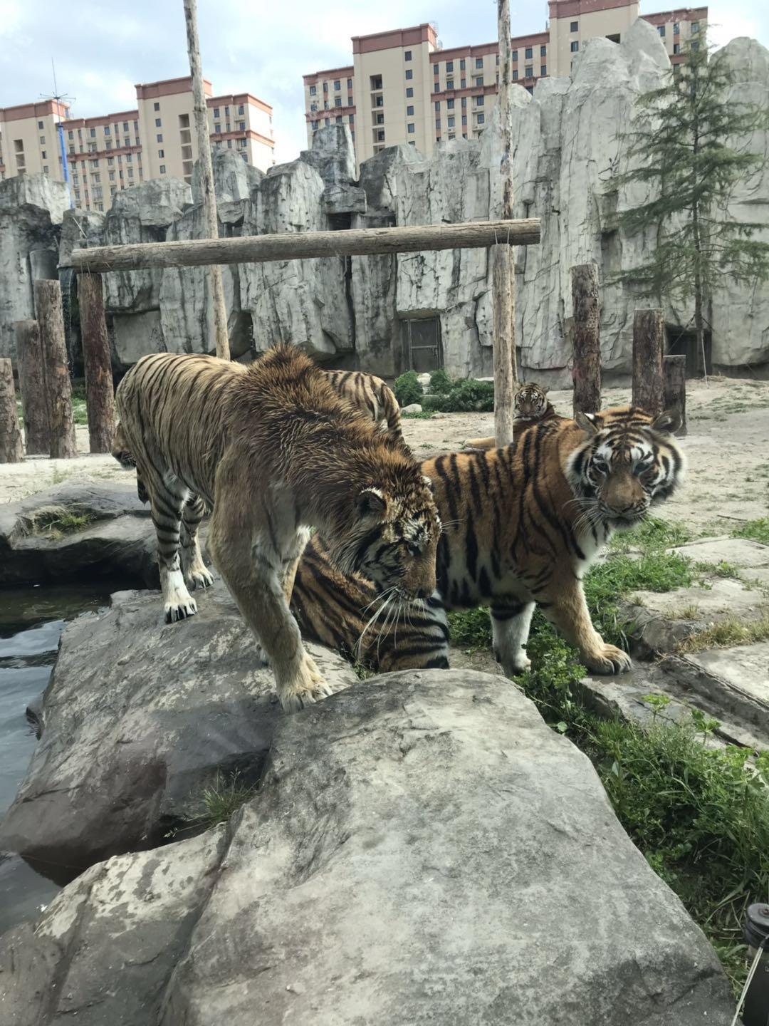 上海野生动物园太阳广场节目安排,上海野生动物园建议游玩时间