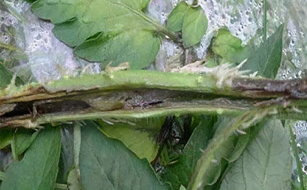 番茄溃疡用什么药效果最好,番茄溃疡治愈图片