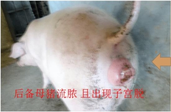 母猪霉菌毒素中毒症状和治疗,母猪怀孕期霉菌中毒怎么治疗