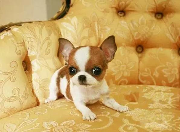 推荐各种狗狗的类型,10种有型罕见的狗狗