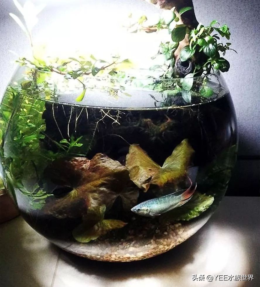 新手缸养国斗,新手养国斗