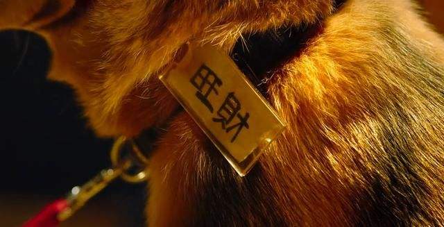 宠物名字7个字,宠物名字大全2个字