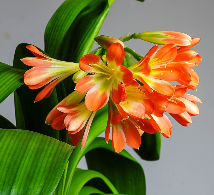 君子兰换盆后多久恢复生长,君子兰如何摆放能使叶片整齐生长